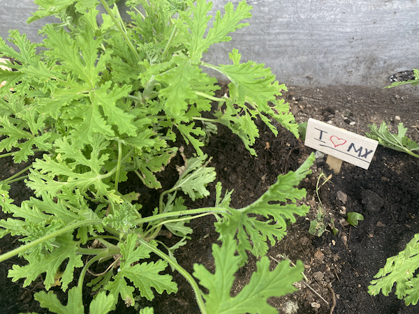 an herb garden planting with a wooden "I heart MX"